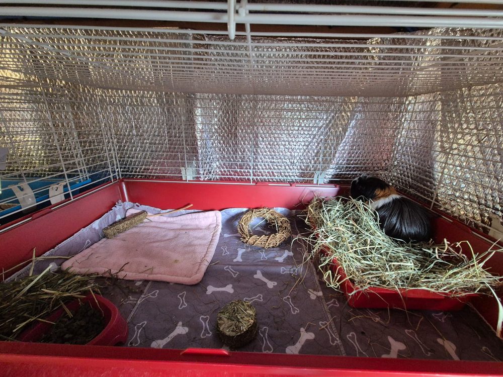 A single guinea pig settled in a short stay cage with deep hay, fleece and chews