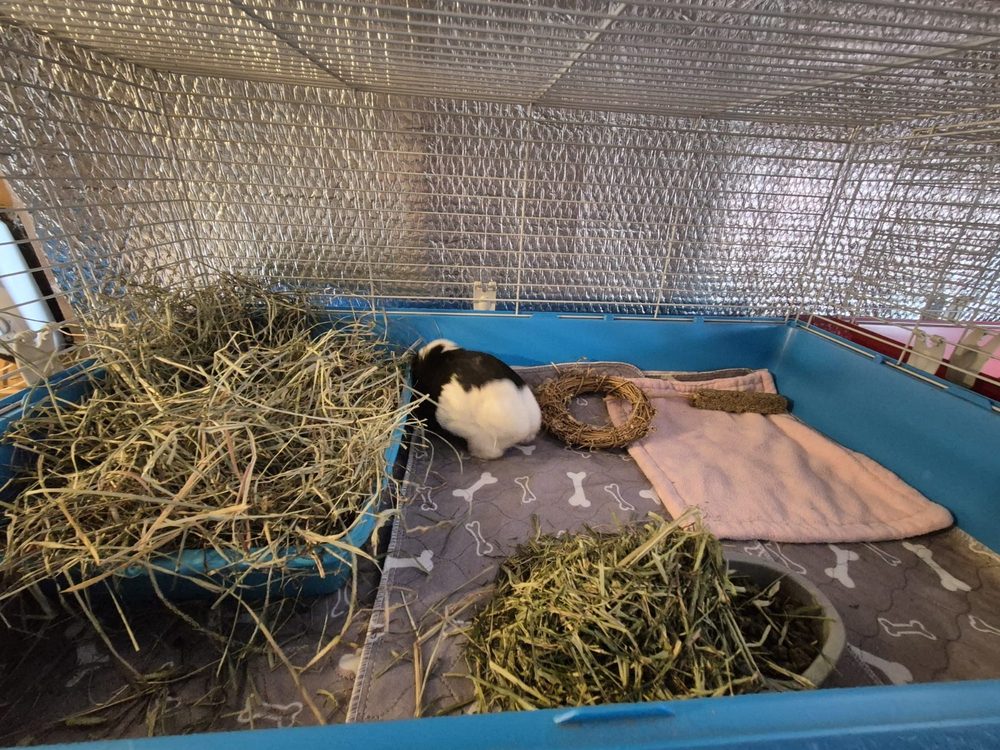 A short stay cage with hay tray, fleece pad, hay and pellets