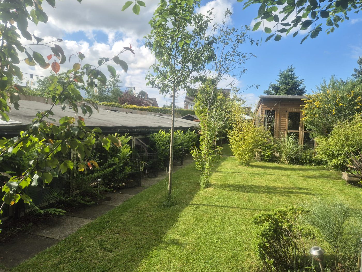 The Warren garden with lawn, young trees and the suite block behind a laurel hedge
