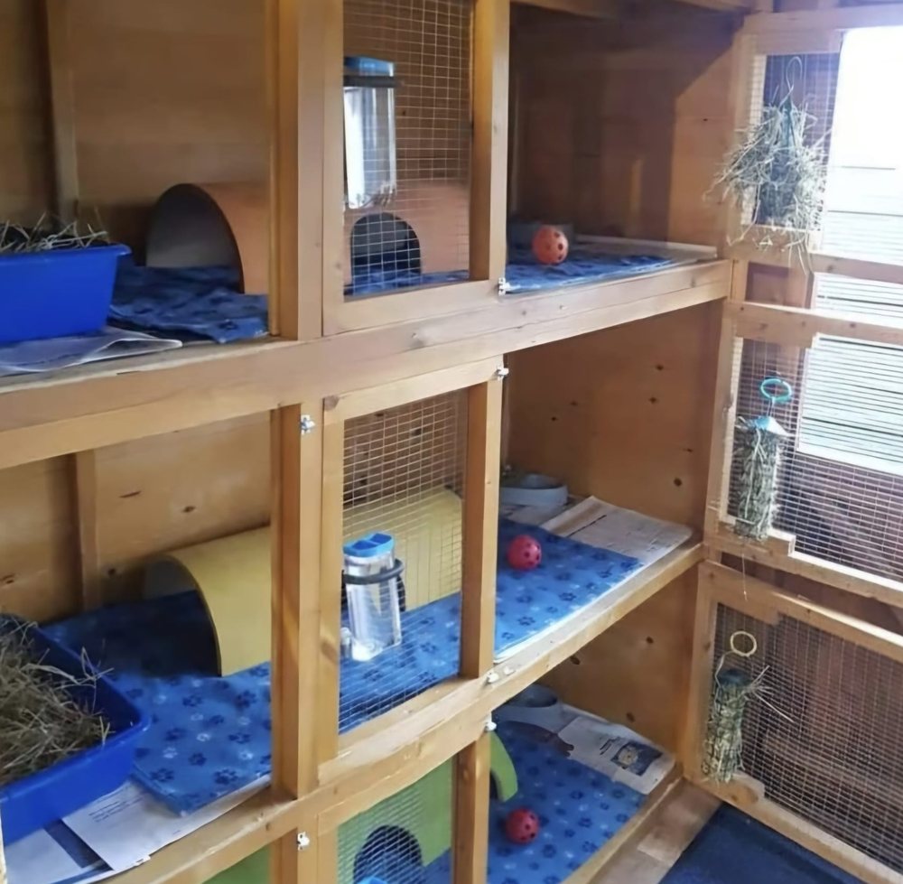 Three tiers of timber guinea pig hutches with blue paw print fleece, hay trays, hideaways and water bottles