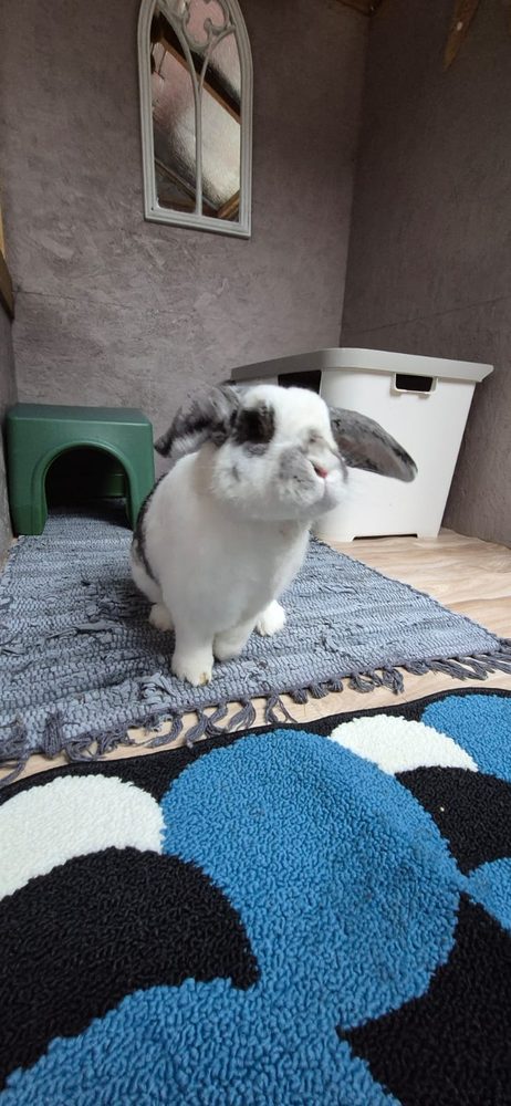 A lop eared rabbit inside a Kabin with rug, hideaway and litter box