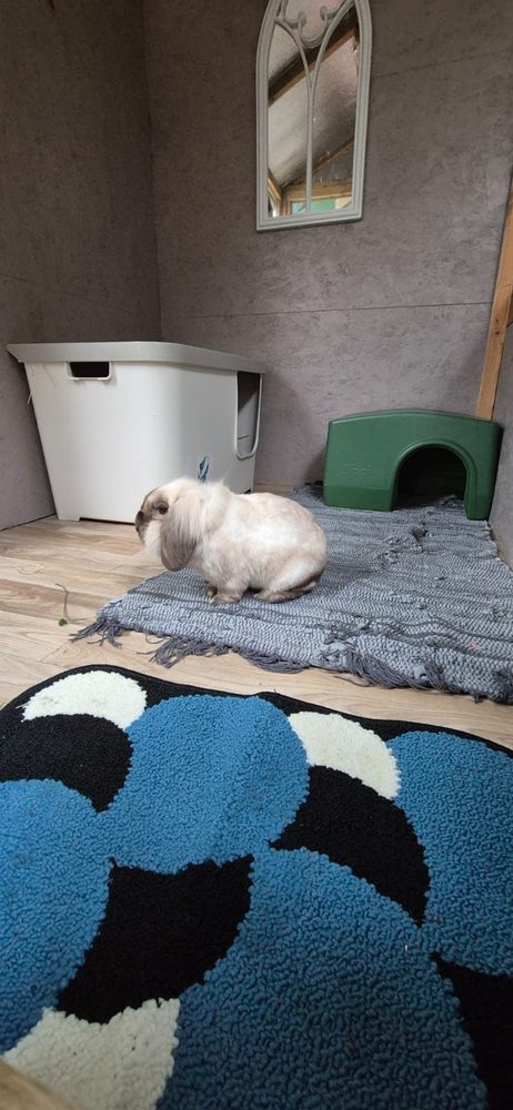 A rabbit relaxing on the rug in a Kabin under an arched mirror