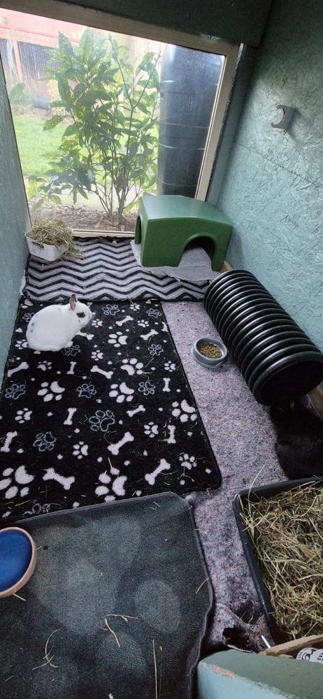 A small white rabbit in the Studio on paw print fleece, with tunnel, hideaway and hay